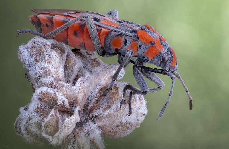 Красныйphoto preview