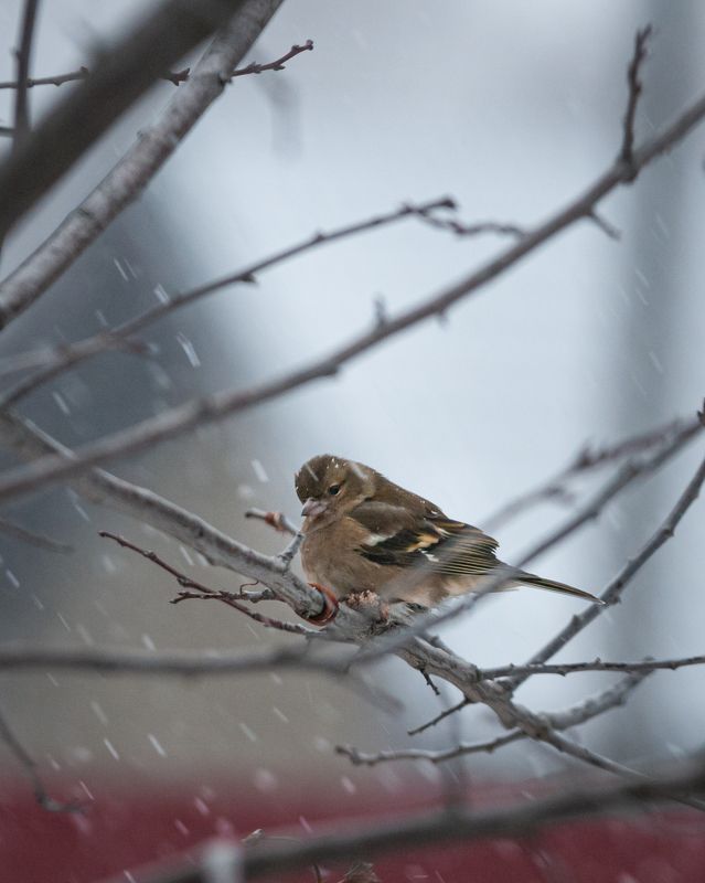 Зимний зябликphoto preview