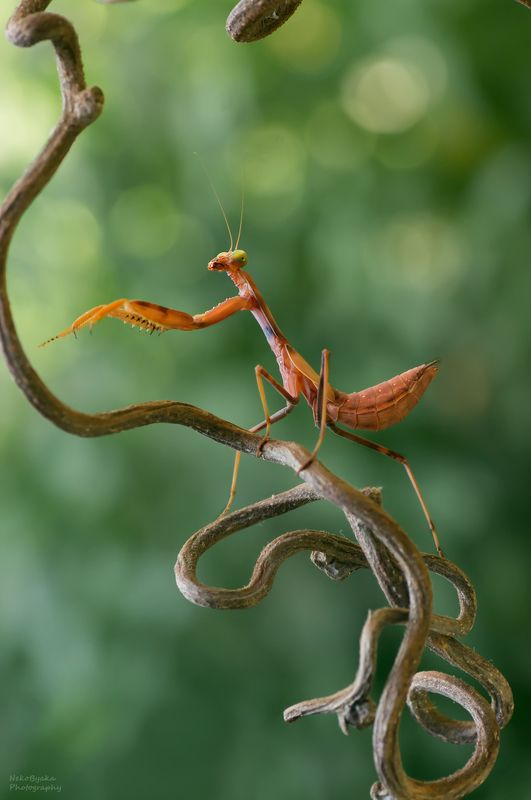 макро, природа, насекомые, богомол, боке, macro, nature, insects, praying mantis, bokeh, Повелитель лианphoto preview