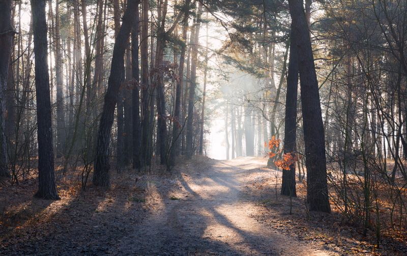 лес зима декабрь рассвет иней туман свет лучи Когда декабрь света полонphoto preview