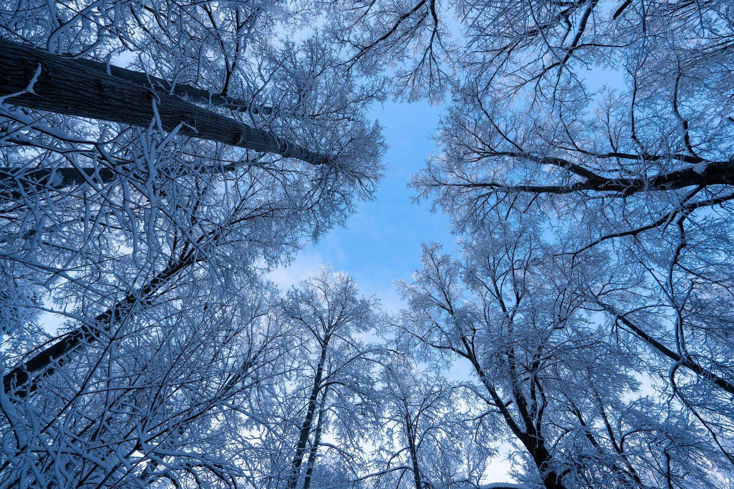 Автор: Баландин Дмитрий зима, солнце, небо, деревья, Баландин Дмитрий