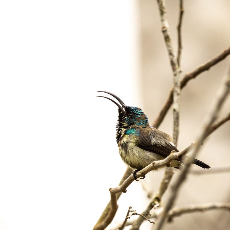 Wildlife, Birds, Nature Singerphoto preview