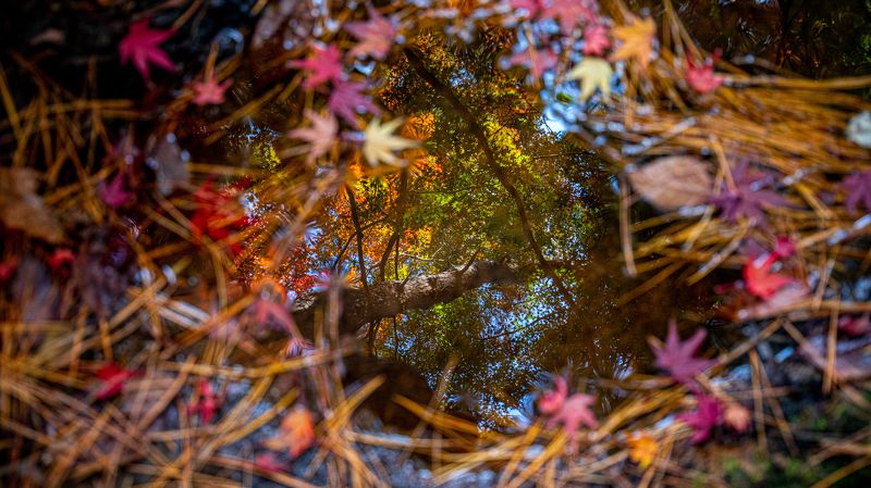 Let\'s get into the Autumnphoto preview