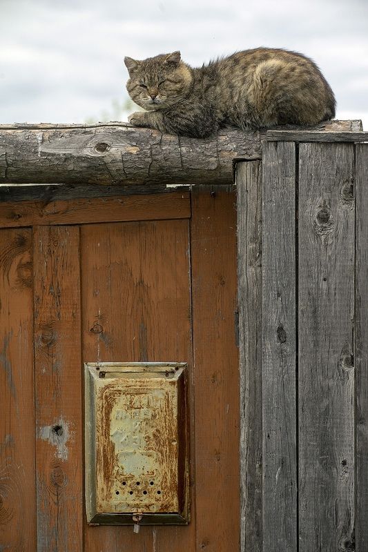 Матроскину никто не пишет... или в ожидании Печкинаphoto preview