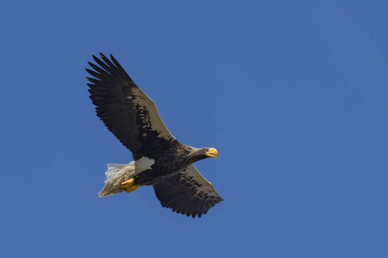 Король воздухаphoto preview