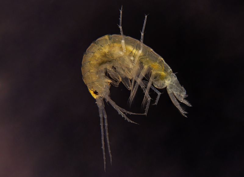 Amphipodaphoto preview