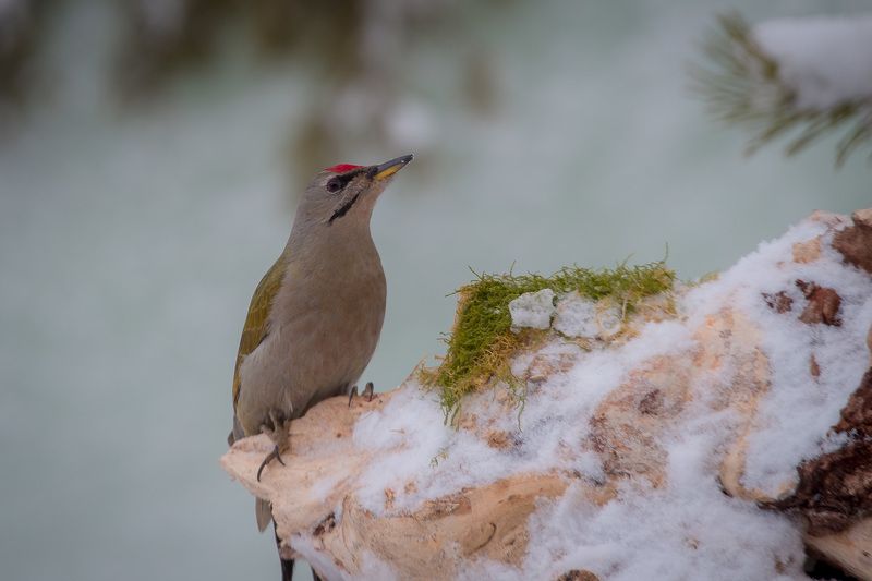 birds, picus canus, wildlife, птицы, дятел, седой Седой дятелphoto preview