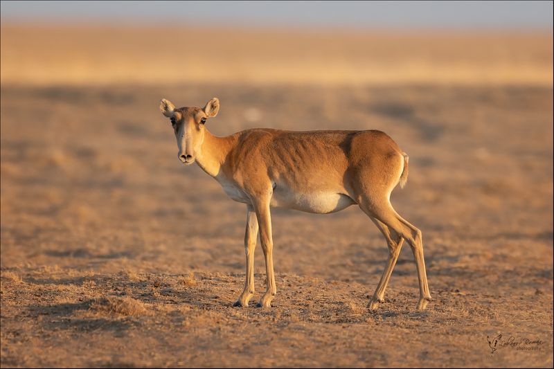 сайгак, заказник, степной, лобанов, пересвет Красавицаphoto preview