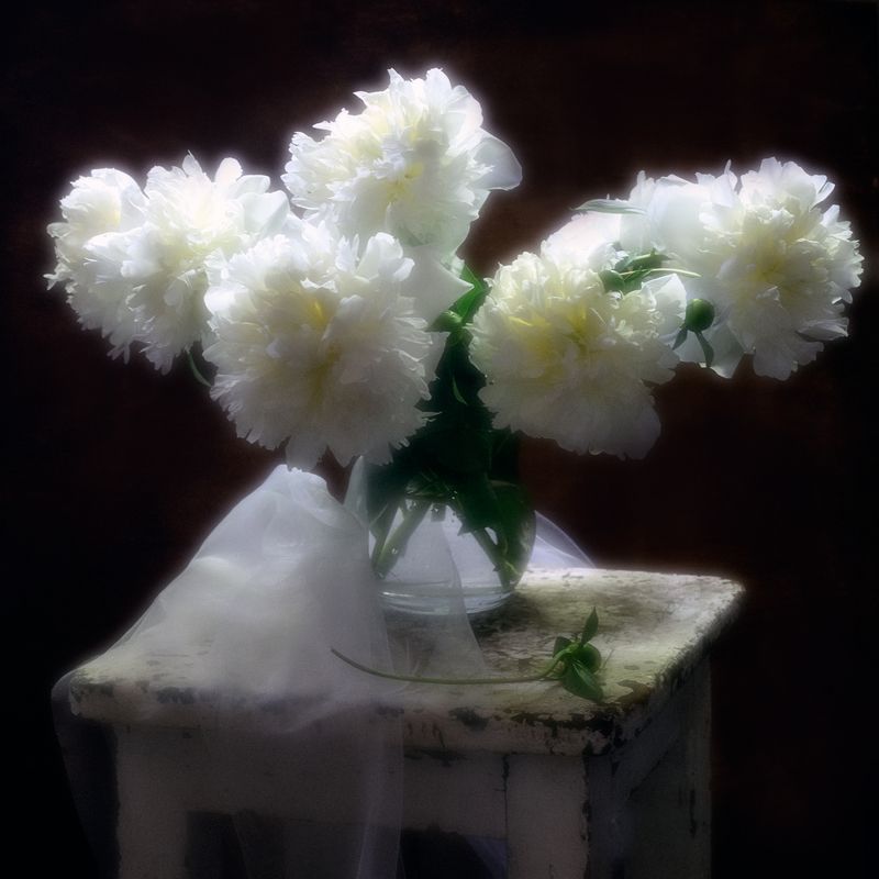 Люблю пион, он облака двойникphoto preview