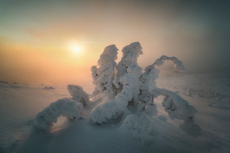 россия, мурманская область, кольский полуостров, пейзаж, природа, зима, заполярье, ночь, кандалакша, ель, сопка Снежный нарядphoto preview