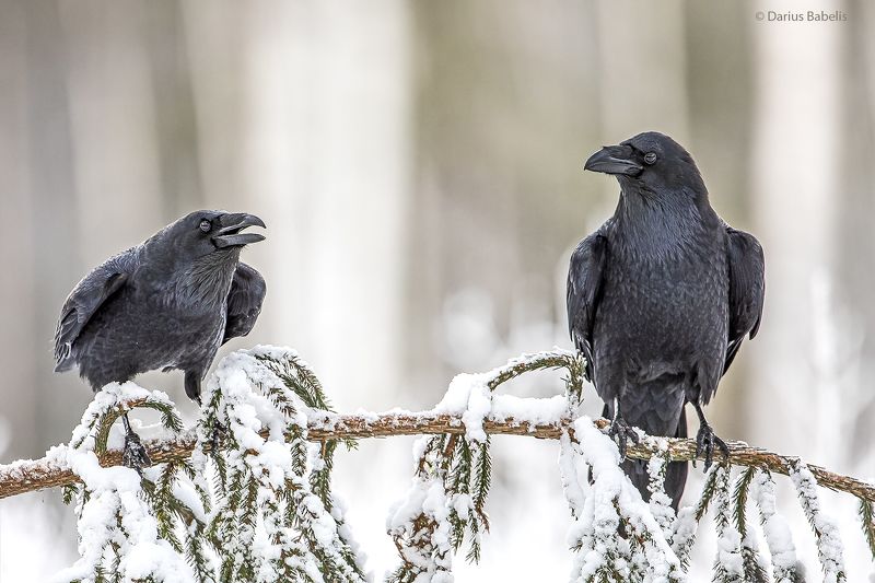 Воронphoto preview