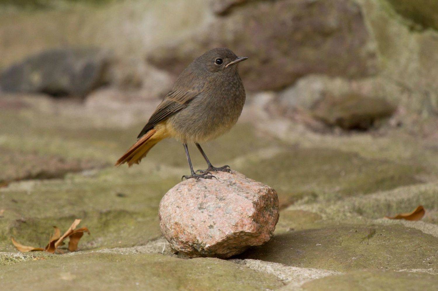 Автор: Janina J?drzejewska-Szombara , Janina J?drzejewska-Szombara