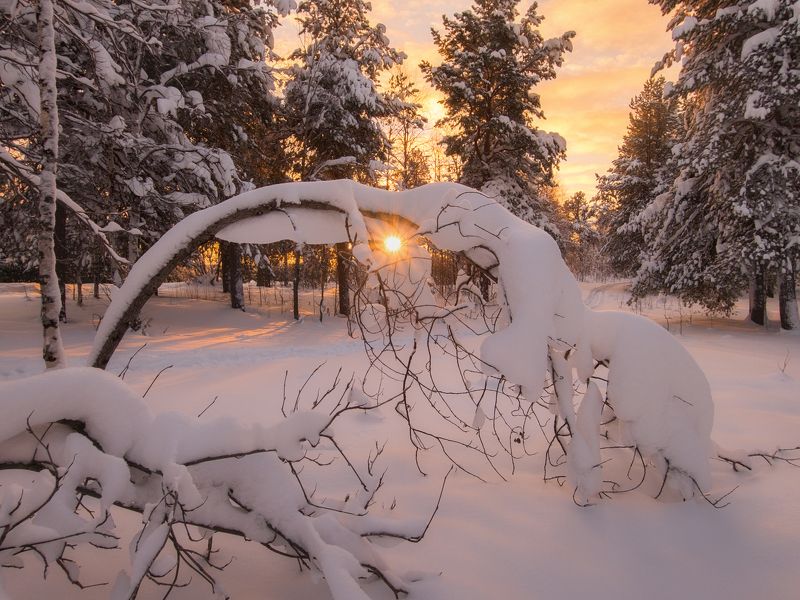 печора, лес, север Запуталась Звезда в декабре...photo preview