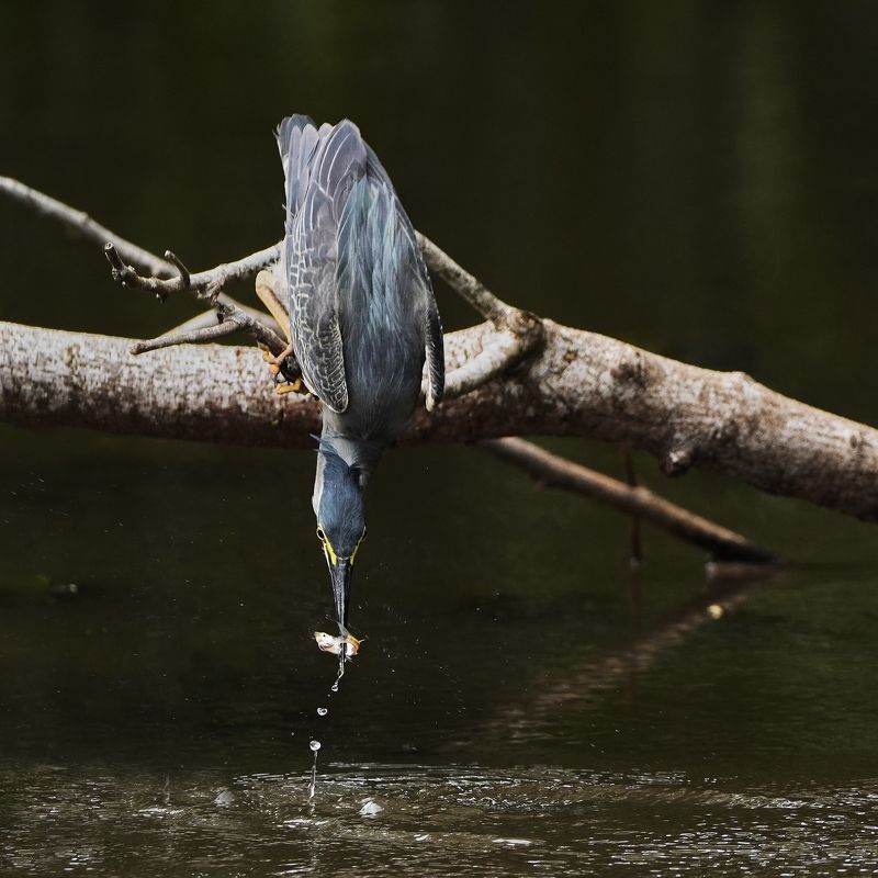 Wildlife, Birds, Nature Catchphoto preview