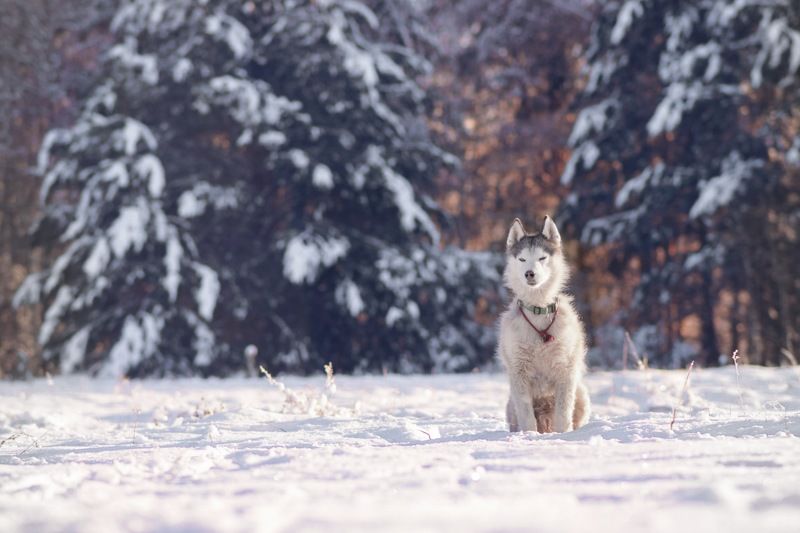 Утро в лесуphoto preview