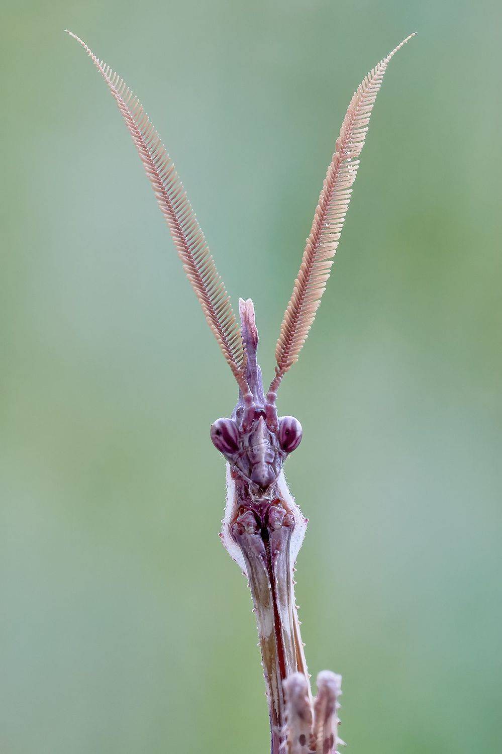 Автор: Fabio Cartelli , Fabio Cartelli