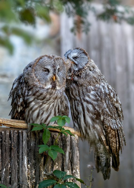 неясыть бородатая Неясыть бородатаяphoto preview