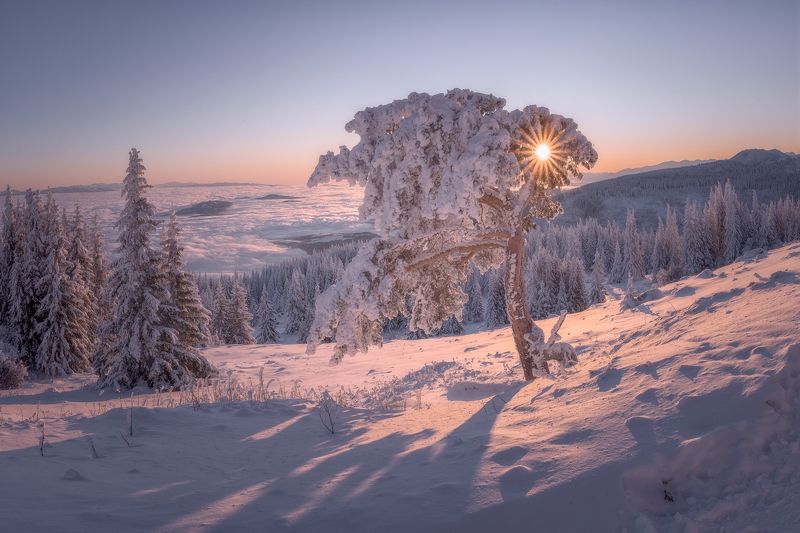 The tree of the rising sunphoto preview