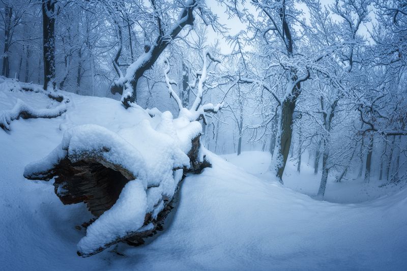 Frozen forestphoto preview