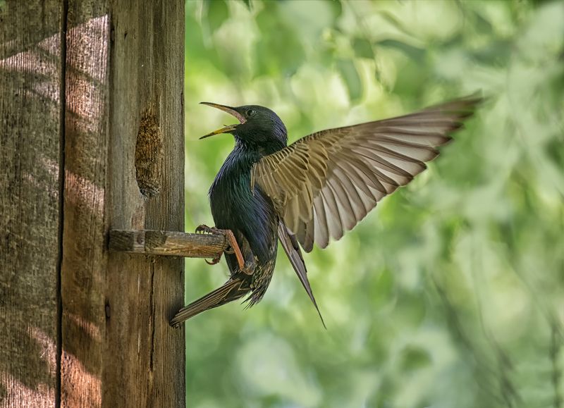 птицы, скворец, птенец, скворечник, Скворцы. фото превью