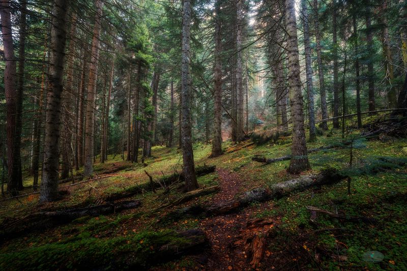 В заповедном лесуphoto preview