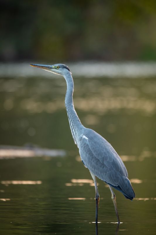 серая цапля,ardea cinerea,grey heron,птицы подмосковья,одинцовский городской округ Статьphoto preview