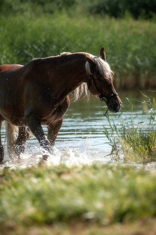 Кипарисphoto preview