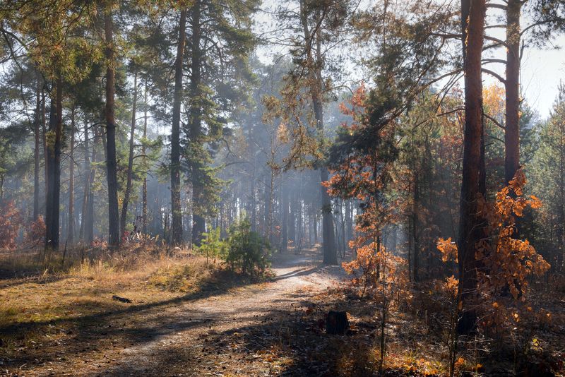 лес осень октябрь утро туман рассвет Утро в лесу, 31 октябряphoto preview