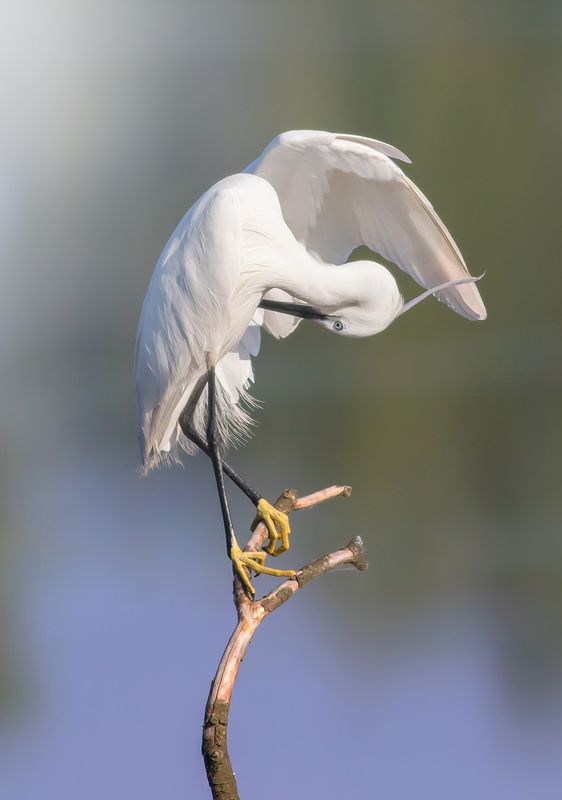 -..,..-photo preview