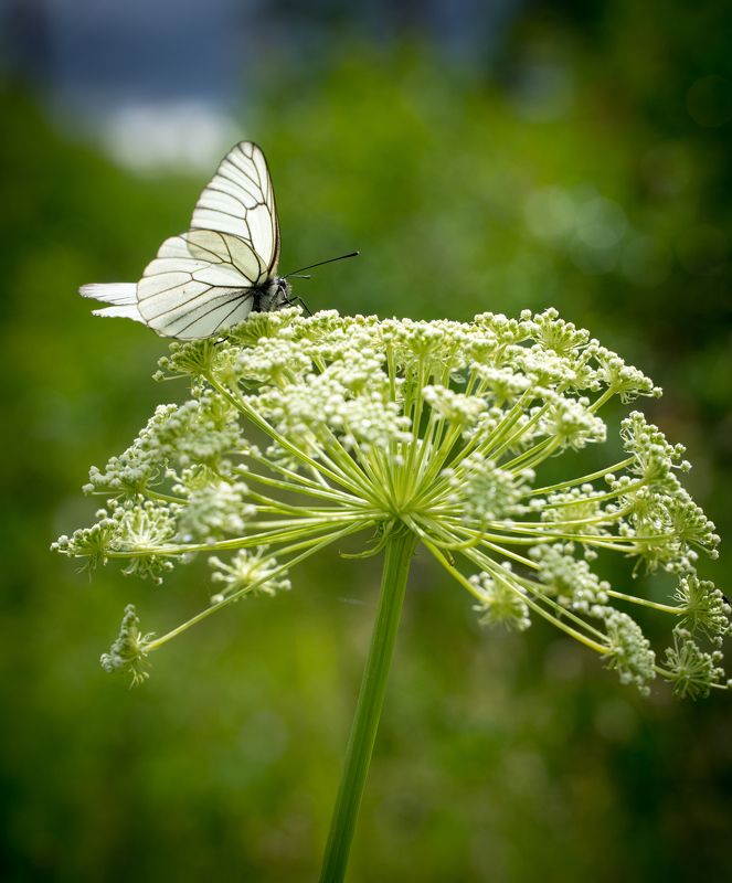 Вспоминая летоphoto preview