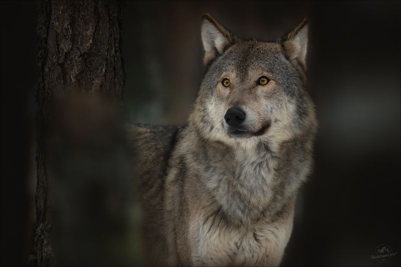 волк, wolf, красная шапочка, беларусь, красный бор, фототур в красный бор, фотоохота, canis lupus, фототур в красный бор, фотоохота в беларуси, фототур на рождество, red riding hood, серый волк, обыкновенный волк, евразийский волк, европейский волк, Час волка ..photo preview