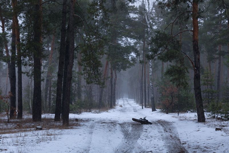 лес зима декабрь сумерки туман Декабрьская меланхолияphoto preview
