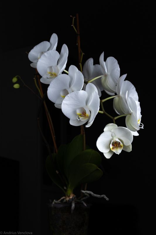 Фаленопсисphoto preview