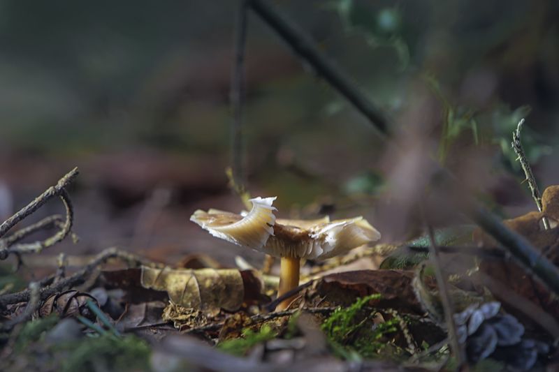 Mushroom, Nature, Forest, Macro, Macro style, Macro world , World of small, Природа, Лес, Грибы, Макро, Макромир Day Before Yesterday in the Forest.photo preview