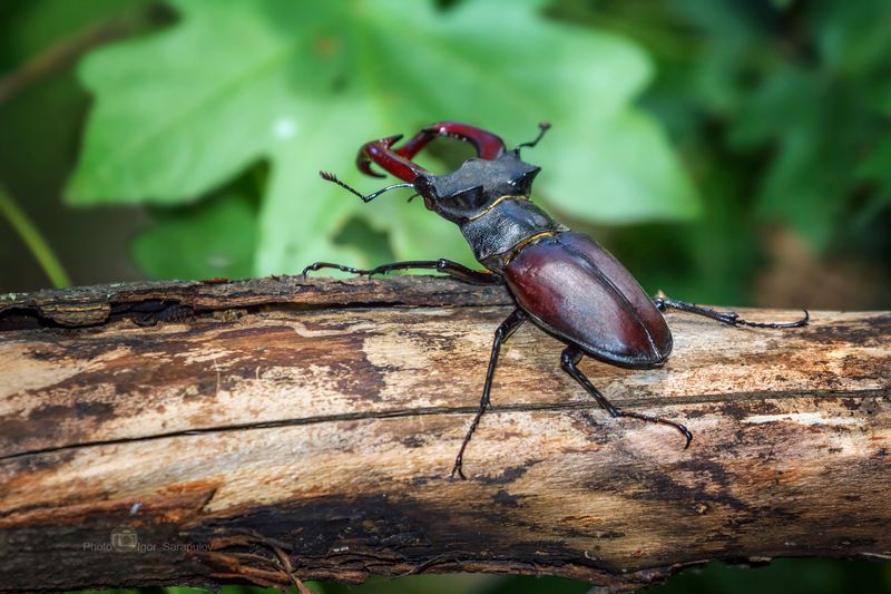 жук олень, lucanus cervus, рога, природа, насекомое, монстр, мандибулы, макро, крупный жук,  лес, большой жук,  live for the story,  beetle Жук-оленьphoto preview