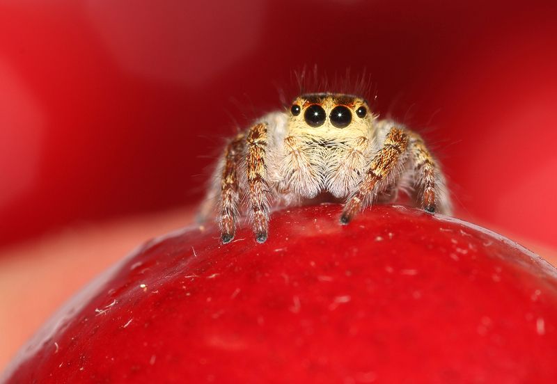 ***spiderphoto preview