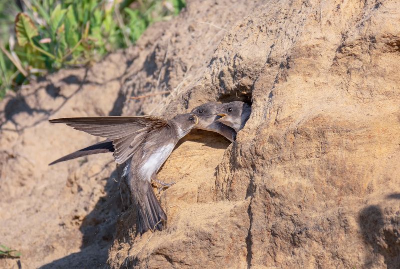 птицы, ласточка береговушка, птенцы, кормление, а мне...!!photo preview