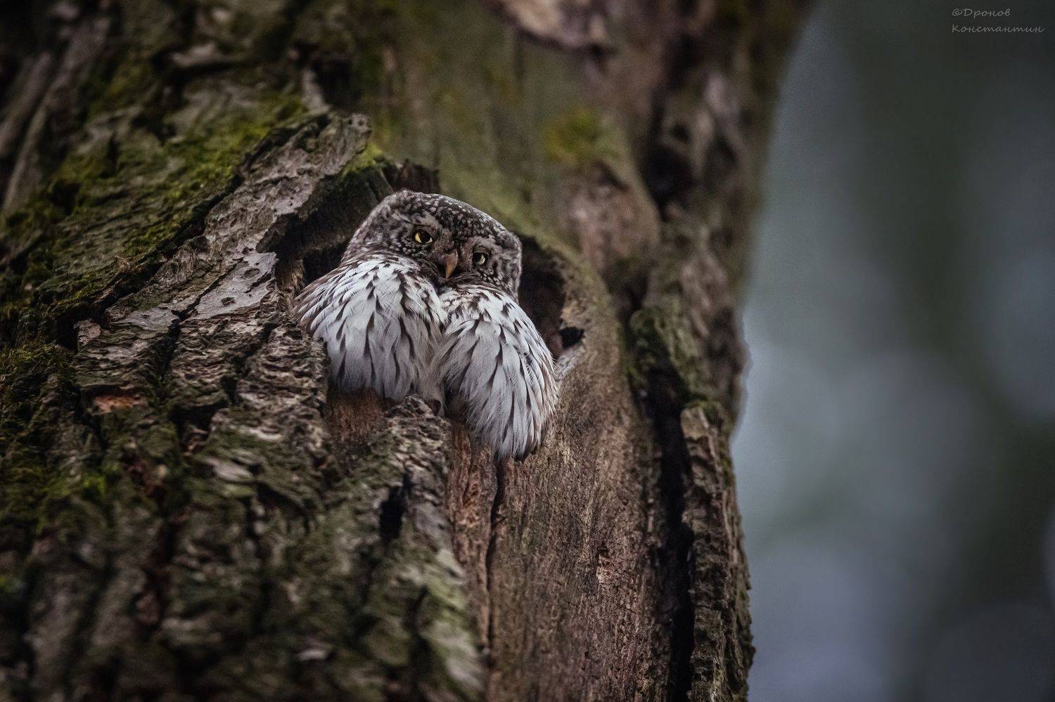 сычик, птицы, фотоохота, Дронов Константин
