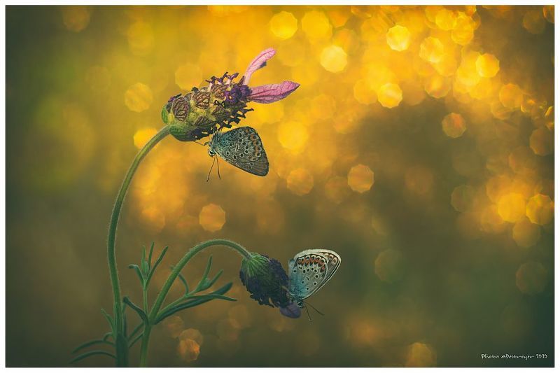 macro. nature, butterfly, close up A Sky Full Of Starsphoto preview