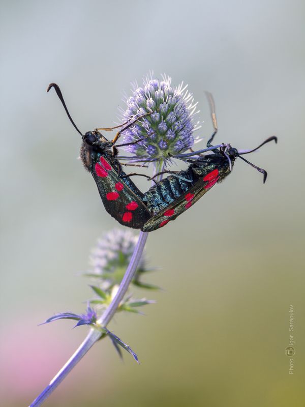 бабочки, пестрянка таволговая, zygaena filipendulae, макрофото охота, цветение,  пятна,   синеголовник, синеголовник плосколистный,   размножение, природа, пестрянка,  насекомые, макро, крылья, вкус, вид, спаривание,  белгородская область, акробатика, Пестрянки как украшение синеголовникаphoto preview