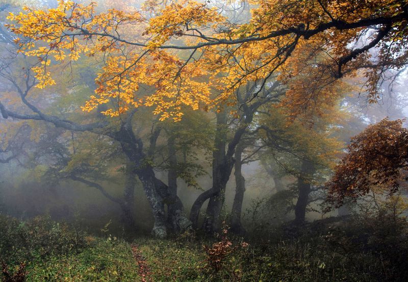 Золото осениphoto preview