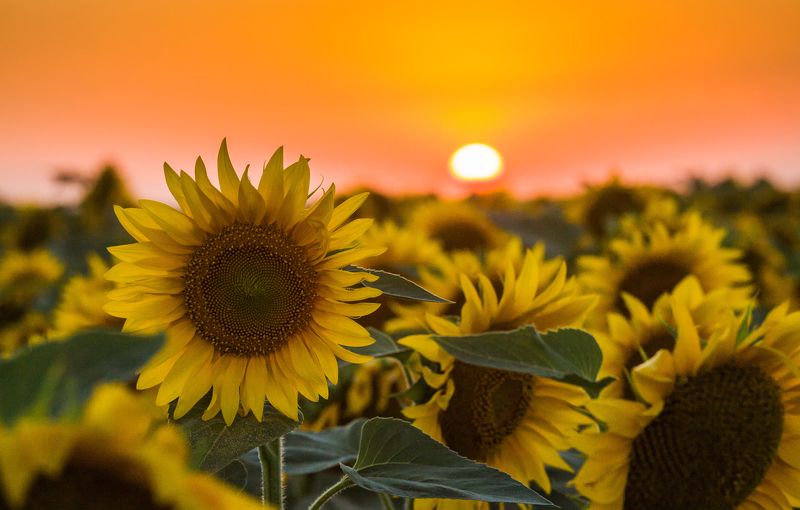 Солнышки-подсолнушки...photo preview