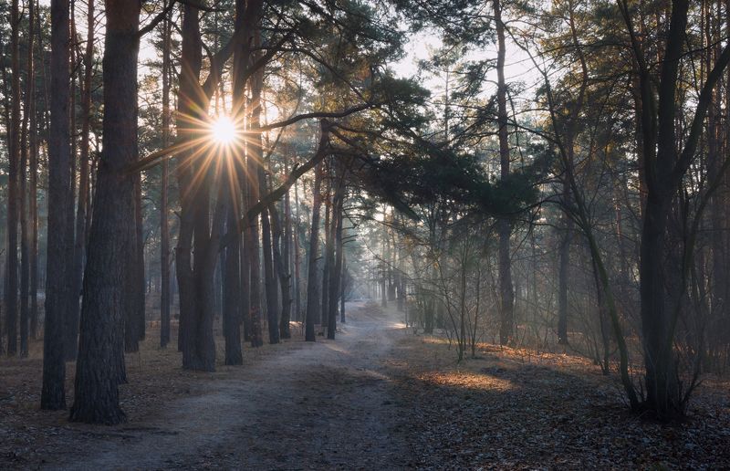 лес зима декабрь рассвет иней туман свет лучи И вновь проглянет солнца лучикphoto preview