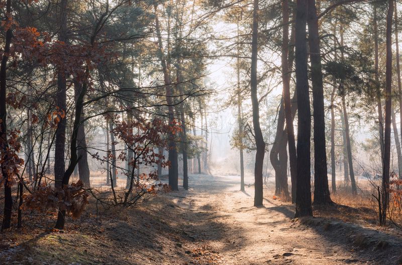 лес зима декабрь рассвет иней туман свет Когда солнце растопило инейphoto preview