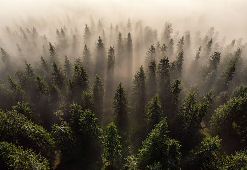 #trees #mountains #fog #misty #romania #morning #sunrise #haze #forest #landscape #travel Trees Armyphoto preview