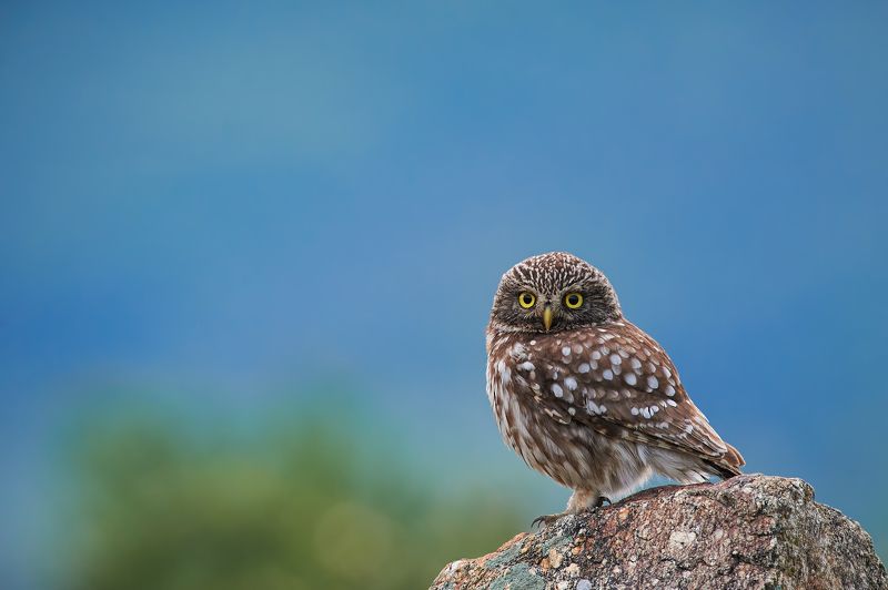 nature, wildlife, birds, owls ***photo preview