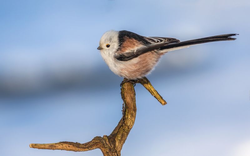 длиннохвостая синица. ополовник, синица, птицы россии, орнитология, дикая природа, пение птиц, фото охота, дикая птица, дикая природа Ополовникphoto preview