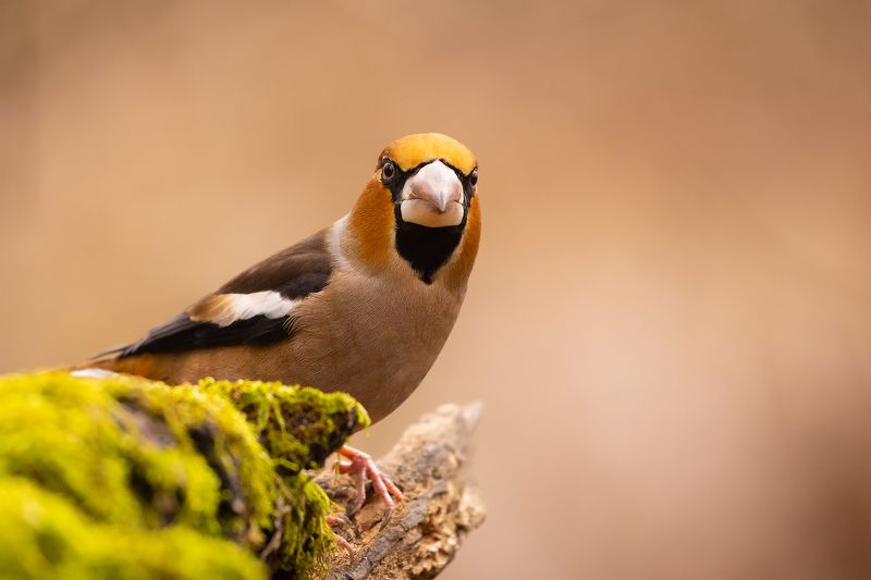 Hawfinchphoto preview