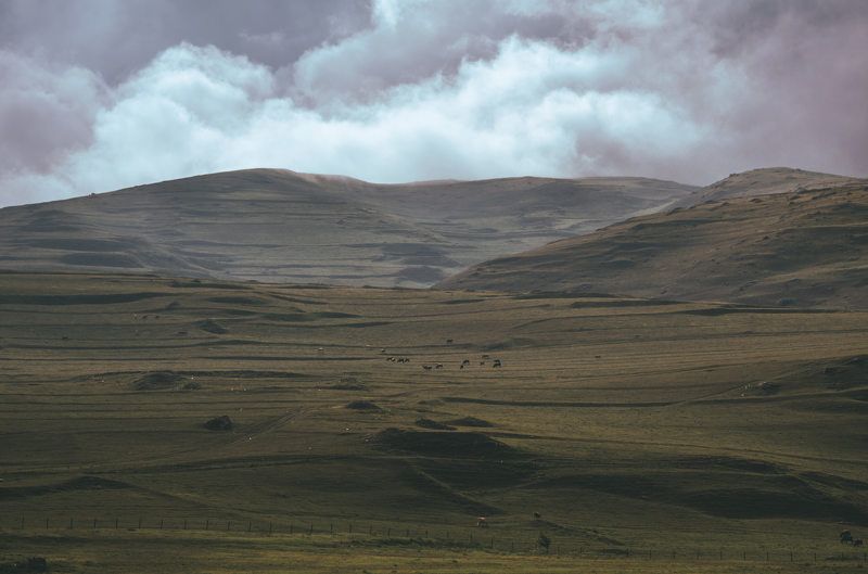 равнина, луг, скот, пастбище, коровы, животные, осетия, пейзаж, горы, кавказ Фиагдонские равнины.photo preview