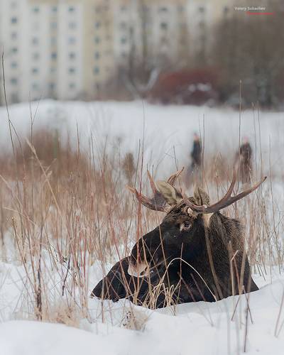 Москва и Москвичи